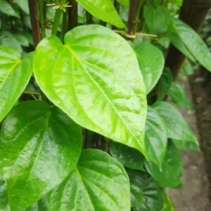 Betel Leaf