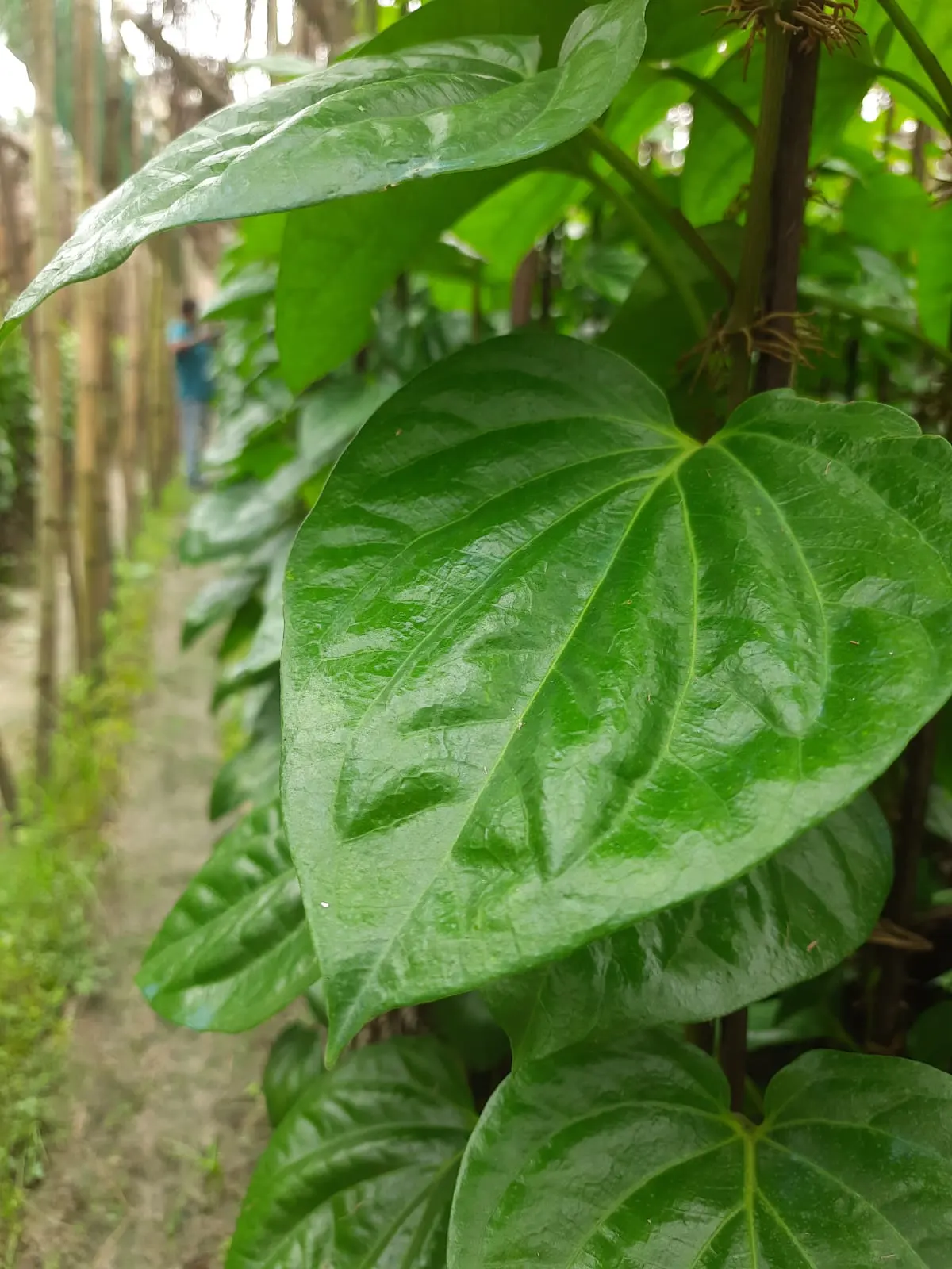 Betel Leaf
