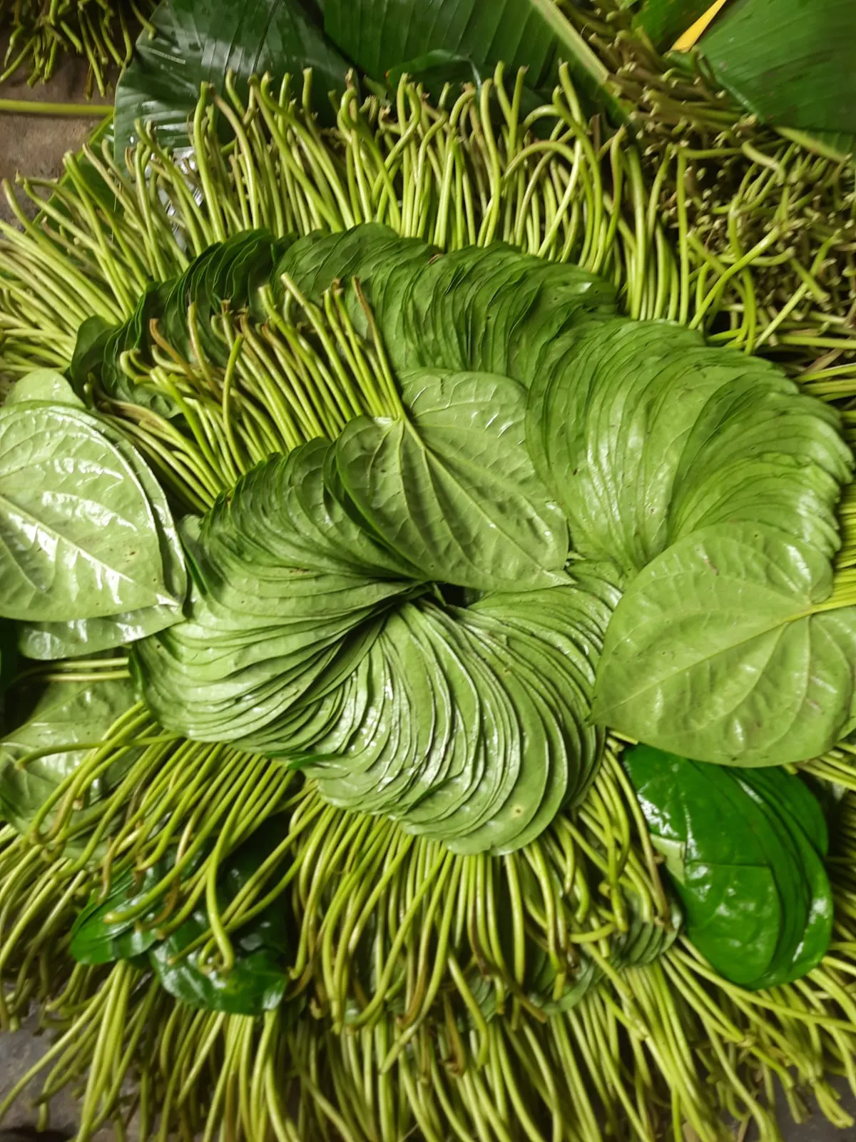 Betel Leaf