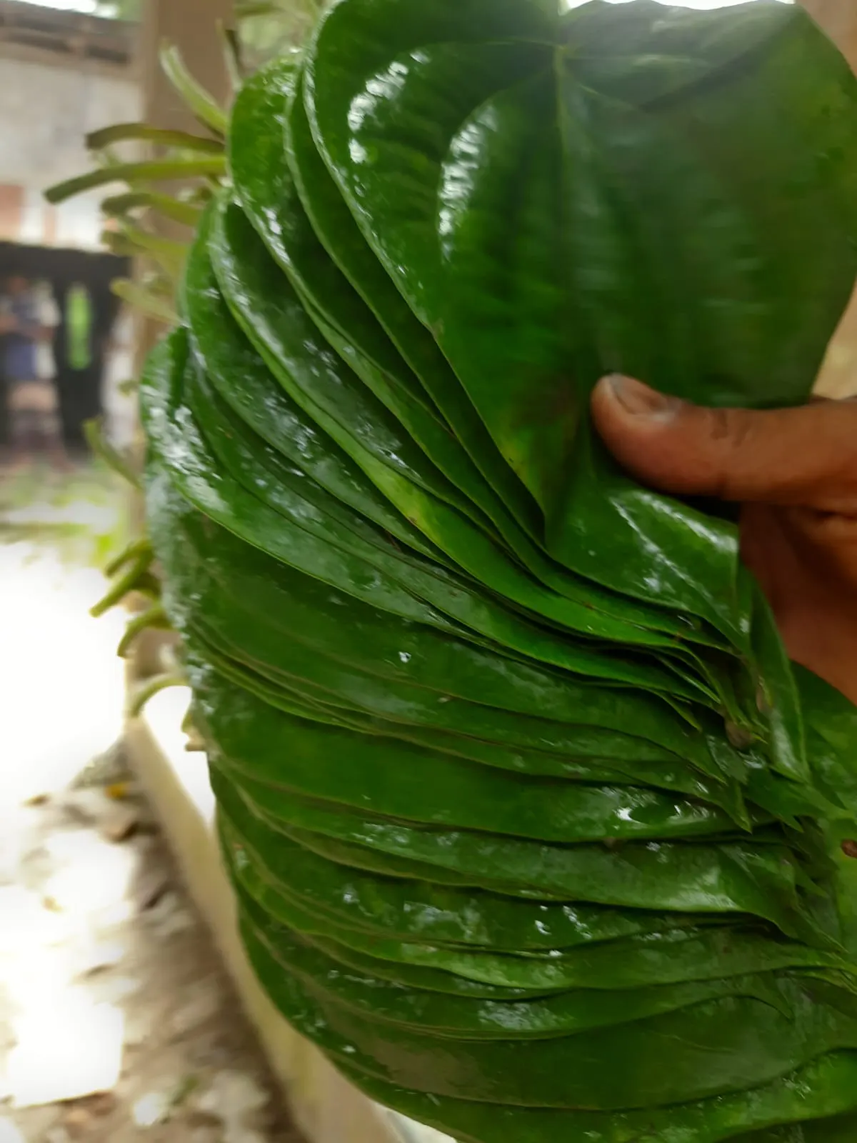 Betel Leaf